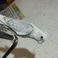 عروس هلندی ابلغ آلبینو