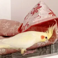 عروس هلندی|پرنده|قم, انسجام|دیوار