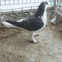 کفتر|پرنده|شیروان (خراسان), |دیوار