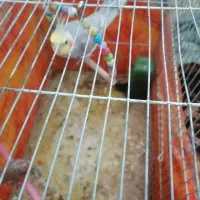 عروس هلندی  فروشی|پرنده|احمدسرگوراب, |دیوار