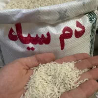 برنجمحلیدمسیاهوفجرسوزنی۹۰روزه