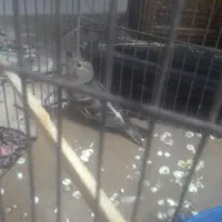 قناری  سهره ببری.