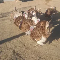 بوقلمون|حیوانات مزرعه|دیواندره, |دیوار