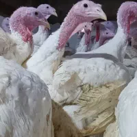 بوقلمون گوشتی کاملا ارگانیک