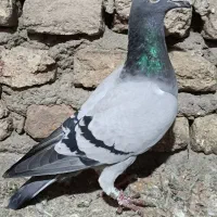 کبوتر آلمانی|پرنده|گنبد کاووس, |دیوار