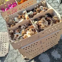 گلپایگان اردک رنگی محلی موجود میباشد