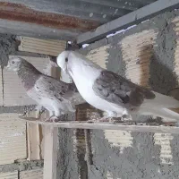 کبوتر سرور و جوجه