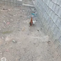 مرغ|حیوانات مزرعه|وحدتیه, |دیوار