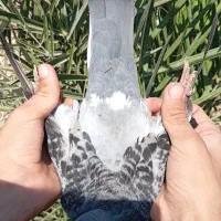 کبوتر زریی پلاکی نر جوستونی|پرنده|اهواز, کمپلو شمالی|دیوار