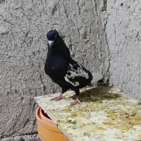 سینه سیاه