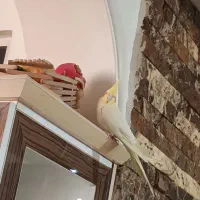 طوطی عروس هلندی لوتینو|پرنده|ارومیه, |دیوار