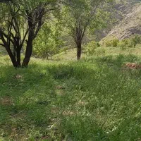 اجاره مرتع و باغ