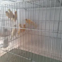 فروش‌جوجه‌قناری‌‌‌خوش‌رنگ‌وسرحال‌وشاداب