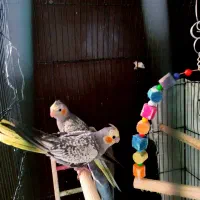 عروس هلندی گلباقالی