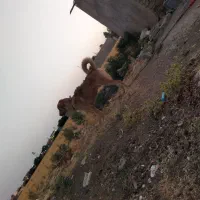 پژدر 15ماهه|سگ|درگزین, |دیوار