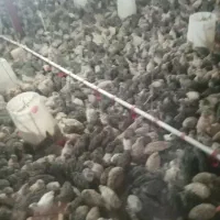 بلدرچین ماده تخم گذار -گوشت- تخم -جوجه