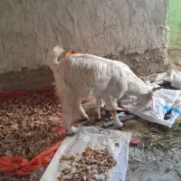 گوسفند فروشی