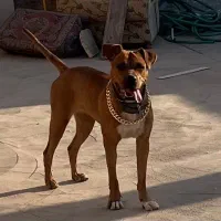 واگذاری سگ پیتبول ماده