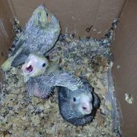 جوجه عروس هلندی سرلاکی  بهترین  نژاد|پرنده|شوشتر, |دیوار