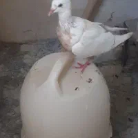فروش یا معاوضه سفید دم زرد شلواری ماده