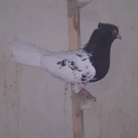 کفتر کله سیاه کاکلی ماده