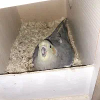 عروس هلندی مولد با جوجه