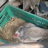تخم نطفه دار لاری اصل