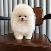 سگ سفید.رنگ عروسکی پامر