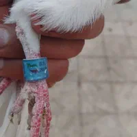کبوتر