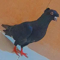 کفتر|پرنده|داراب, |دیوار