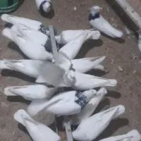 طوقی کرمانشاهی|پرنده|چرام, |دیوار