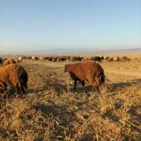 بره قوچی هترو|حیوانات مزرعه|سرولایت, |دیوار