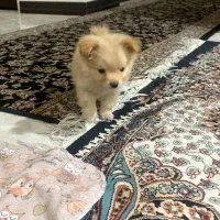 سگ فنجونی با تخفیف ویژه
