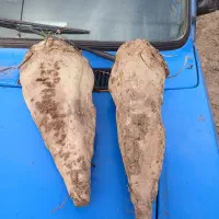 چغندر قند درشت