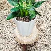 تخفیف ویژه روز مادر|گل و گیاه طبیعی|شاهینشهر, شهرک ردانی پور|دیوار