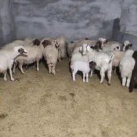 میش بره، شک ورن، بز،گوسفند|حیوانات مزرعه|آبدانان, |دیوار