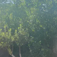 باغ شهری سنددار با ۱۳۰ متر بنا کودیان|فروش خانه و ویلا|شیراز, قلات|دیوار