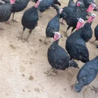 بوقلمون برنز فروشی|حیوانات مزرعه|سبزوار, میدان بار|دیوار