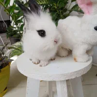 خرگوش بازی گوش