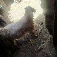 گوسفند چبش