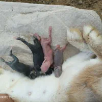 بچه خرگوش با مادر یا تکی|موش و خرگوش|کنارک, |دیوار