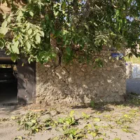 گردوی ارگانیک امسال.منطقه کردان کرج.محصول باغ شخصی|خوردنی و آشامیدنی|تهران, سید خندان (جلفا)|دیوار
