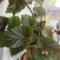 گل طبیعی|گل و گیاه طبیعی|چناران, |دیوار