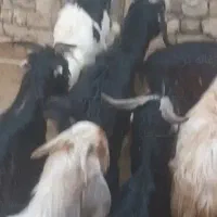 یک عدد بزغاله ماده آبستن سنگین