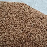 گندم پیشگام|خدمات باغبانی و درختکاری|دورود, |دیوار