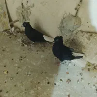 دوتا‌دومصفید‌سیاه‌ماده