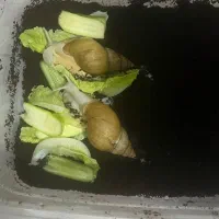 حلزون مولد آلبینو