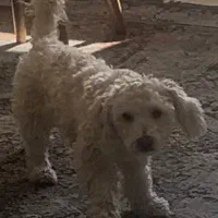 سگ پودل گمشده