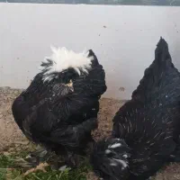 مرغ سلطان|حیوانات مزرعه|بندر دیر, |دیوار