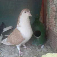 کفتر دمگیر